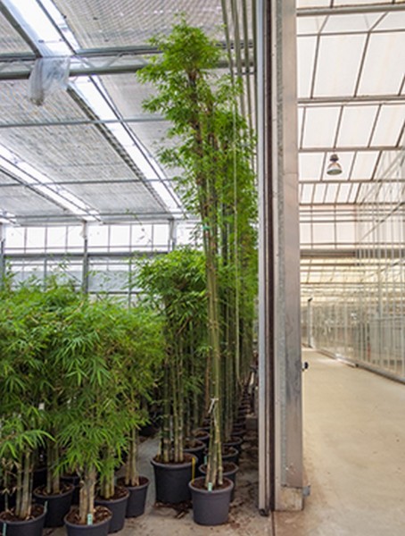 Bambusa siamensis 450 cm