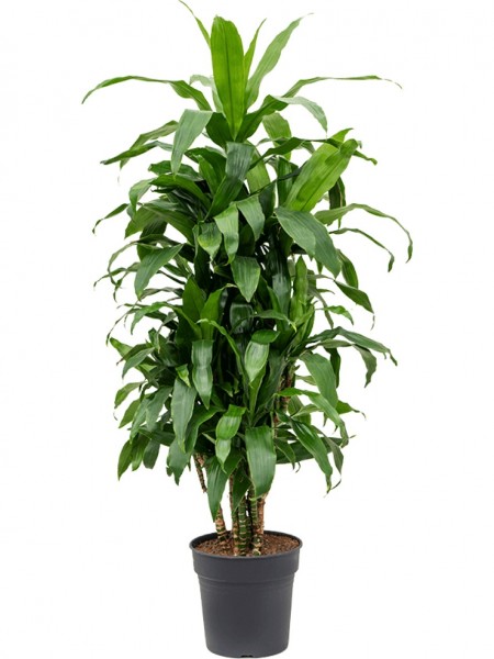 Dracaena fragrans janet craig - Drachenbaum