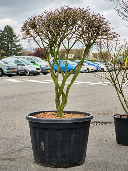 Euonymus alatus verzweig - Flügel Spindelstrauch
