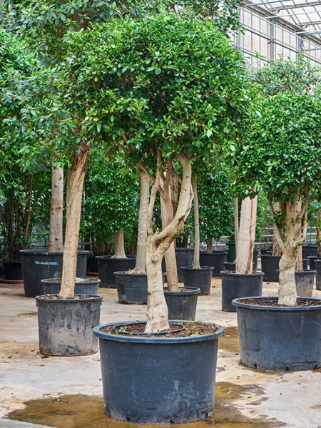 Ficus microcarpa nitida verzweigt 320 cm