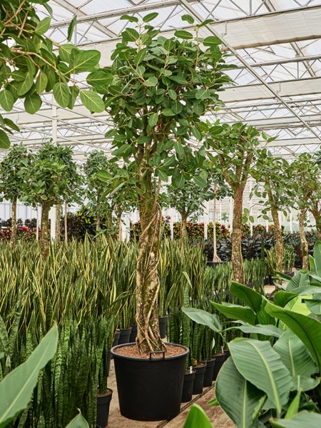 Ficus benghalensis audrey - Feigenbaum