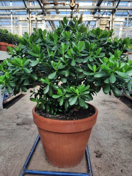 Crassula ovata 95 cm - Geldbaum
