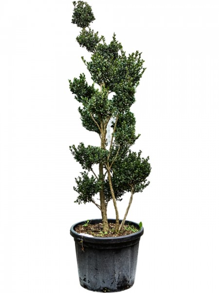 Ilex crenata maxima Bonsai