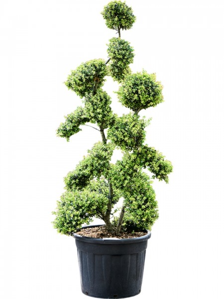 Ilex crenata kinme 210 cm - Bonsai