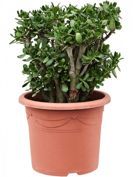 Crassula ovata - Geldbaum