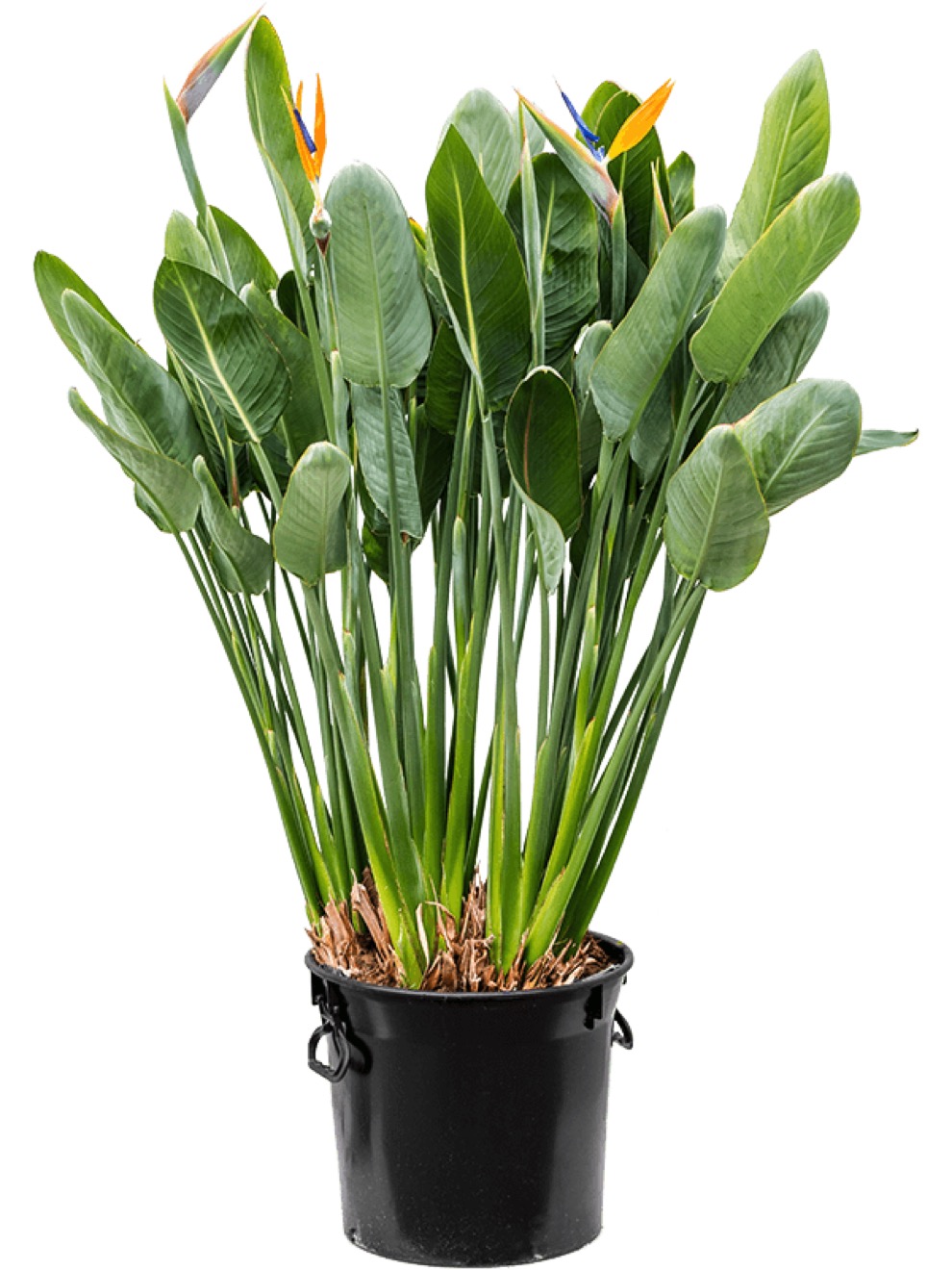 virginia creeper plant Virginia Creeper Plants For Sale Wholesale $2.49 – Tennessee Wholesale  Nursery