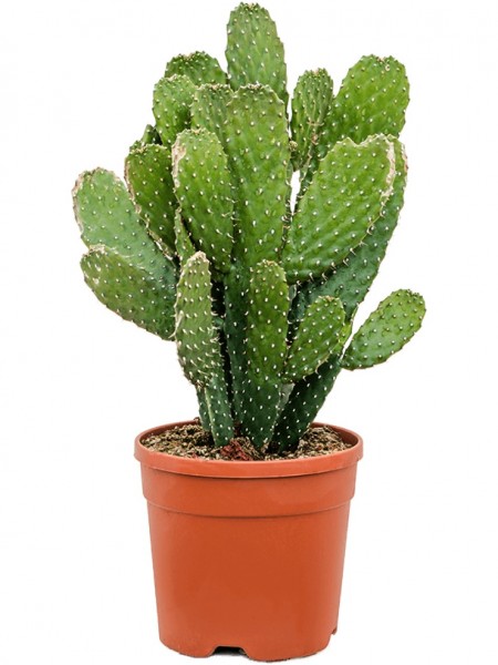 Opuntia consolea - Feigenkaktus verzweigt