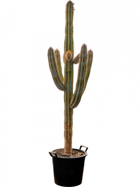 Pilosocereus azureus verzweigt - Blue Torch Cactus
