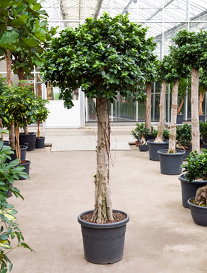 Ficus microcarpa compacta 190 cm Terrapalme Heim und