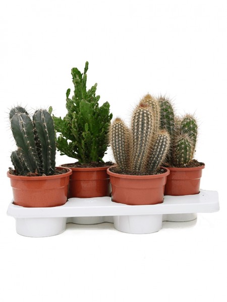 Kaktus mix 40 cm - 4er Tray