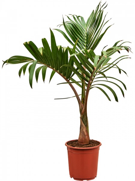 Hyophorbe lagenicaulis - Flaschenpalme