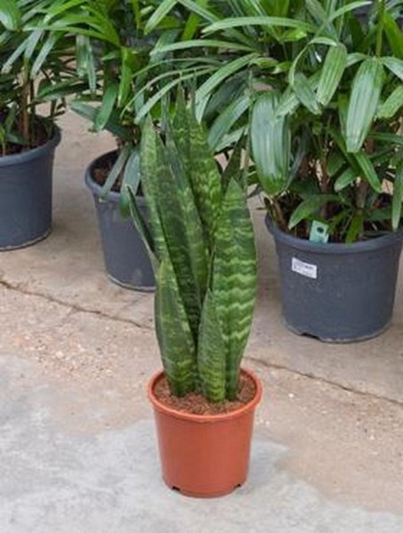 Sansevieria coral black
