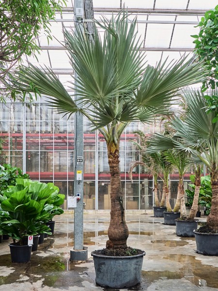 Latania lontaroides Palme