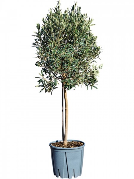 Olea europaea - Olivenbaum 130 cm