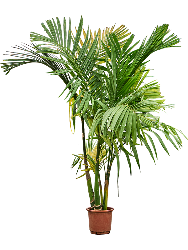Areca catechu - Betelnusspalme 5-Stamm | Terrapalme Heim- und Gartenshop