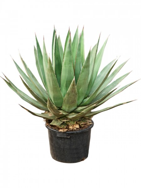 Agave triangularis - Dreieckige Agave