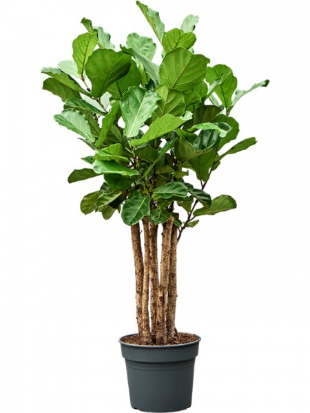 Ficus lyrata multistamm - Geigenfeige
