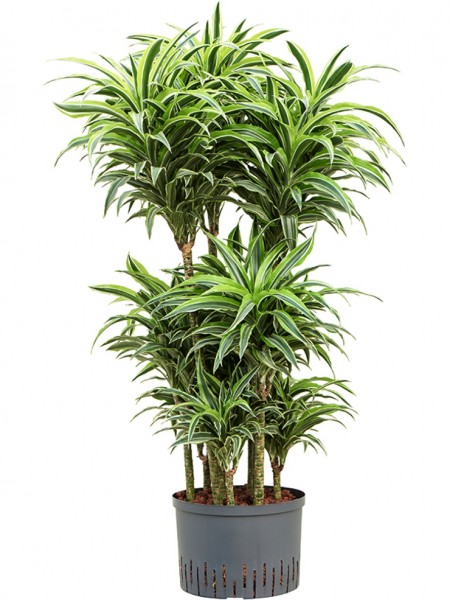 Dracaena deremensis - Surprise Carrousel