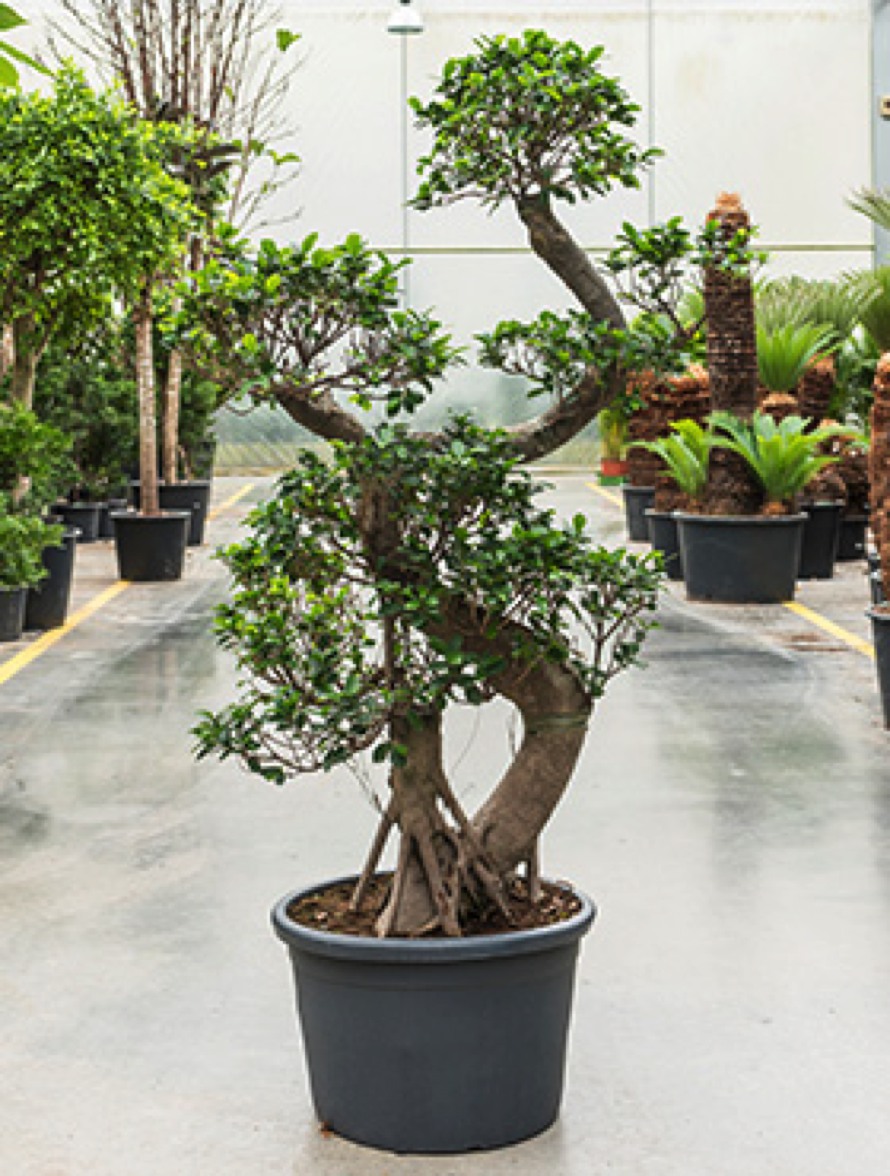 Ficus microcarpa compacta 200 cm Bonsai SStamm