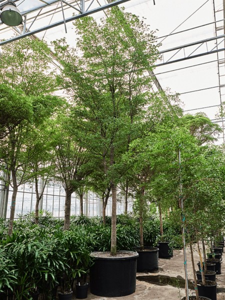 Bucida buceras shady lady 850 cm - Schwarze Olive