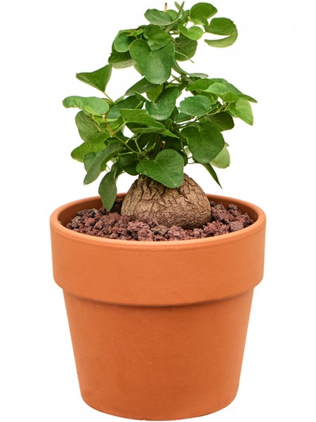 Dioscorea elephantipes - Schildkrötenpflanze