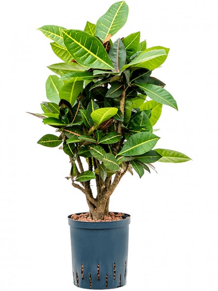 Croton petra - Wunderstrauch