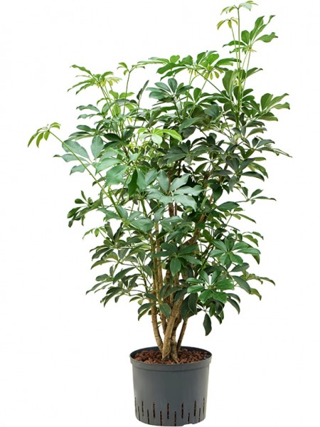 Schefflera arboricola - Zwergschirmpflanze verzweigt