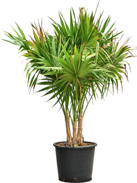 Thrinax radiata - Florida Thatch Palm
