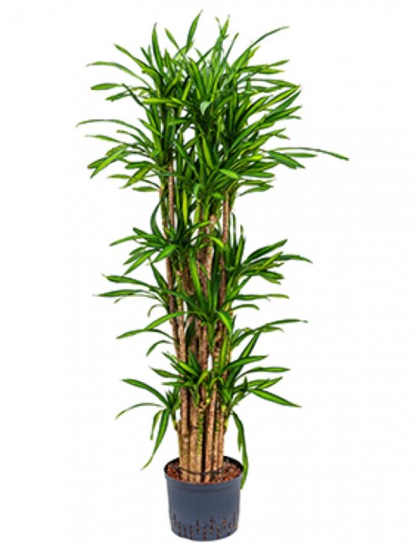 Dracaena riki - Multistamm Drachenbaum