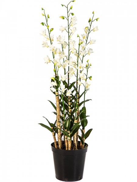 Orchid Dendrobidium weiss 132 cm - Orchideen Kunstpflanze
