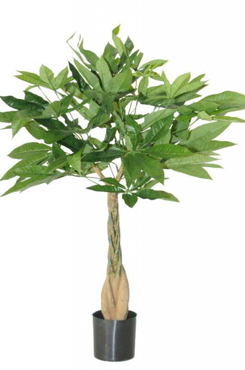 Pachira aquatica mit geflochtenen Stamm - Glckskastanie Kunstpflanze |  Terrapalme Heim- und Gartenshop