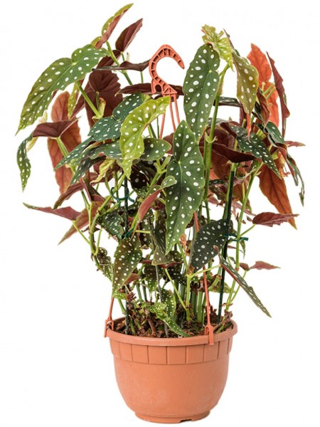 Begonia maculata - Forellenbegonie