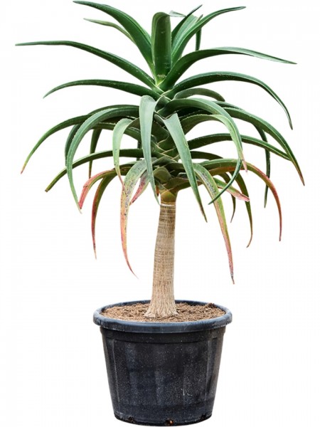 Aloe bainesii barberae