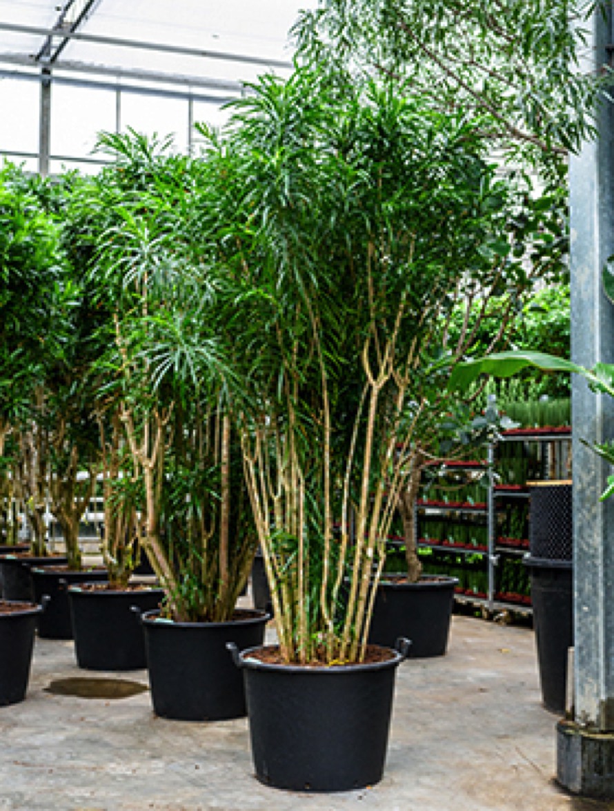 Pleomele anita - Multistamm | Terrapalme Heim- und Gartenshop