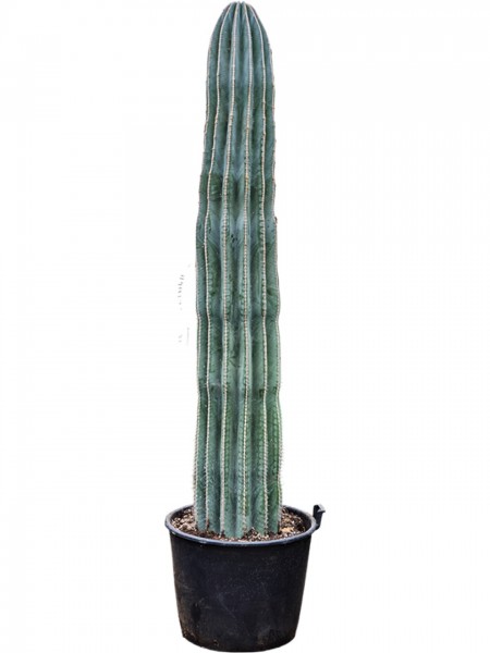 Pachycereus pringlei 280cm