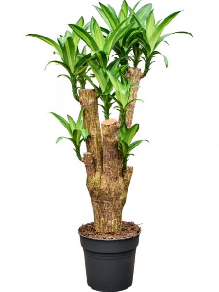 Dracaena fragrans massangeana verzweigt