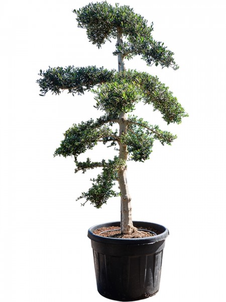 Olea europaea sylvestris Bonsai