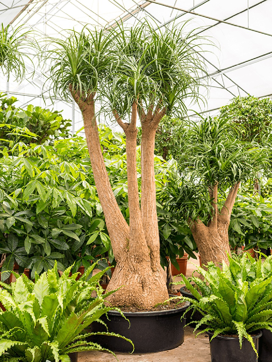Beaucarnea recurvata - Elefantenfuß XXL | Terrapalme Heim- und Gartenshop