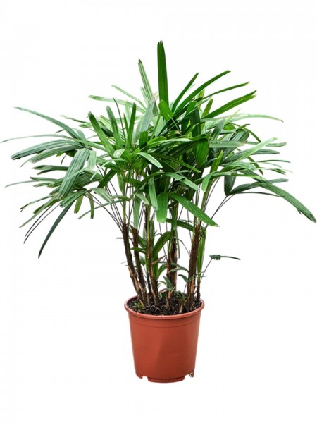 Rhapis excelsa - Strahlenpalme
