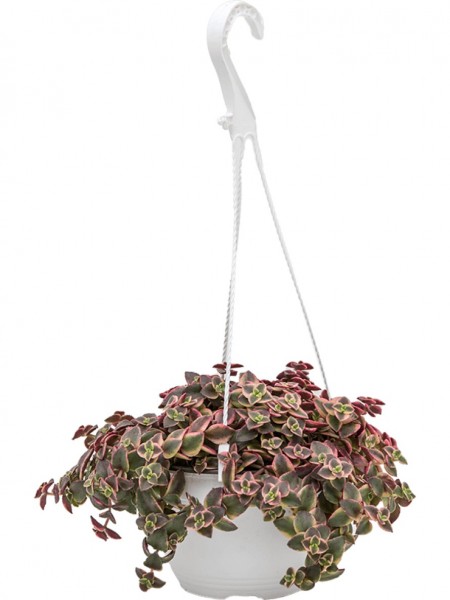 Crassula marginalis - Ampel