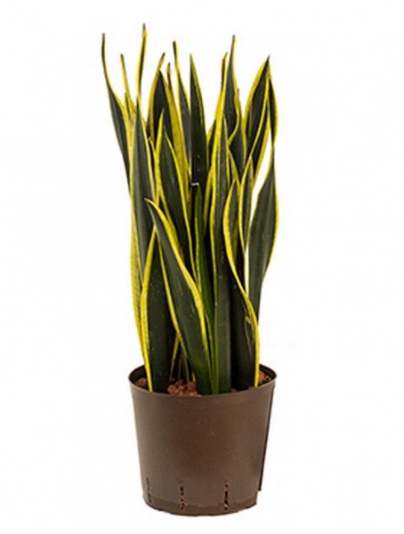 Sansevieria black gold 70 cm | Hydrokultur