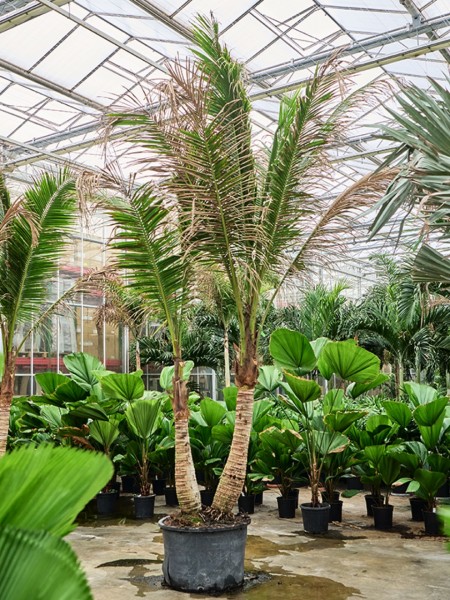 Cocos nucifera - 2er Stamm Kokospalme