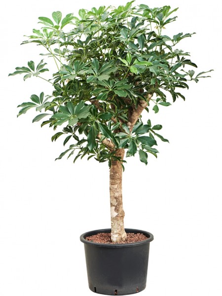 Schefflera arboricola - Zwergschirmpflanze extra