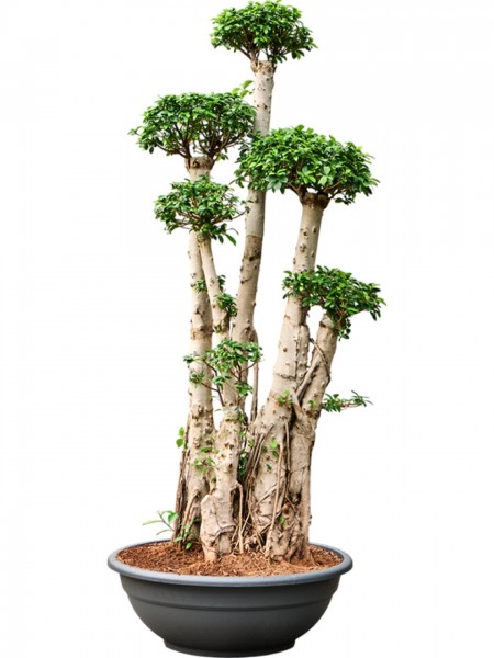 Ficus microcarpa compacta 230 cm - Bonsai