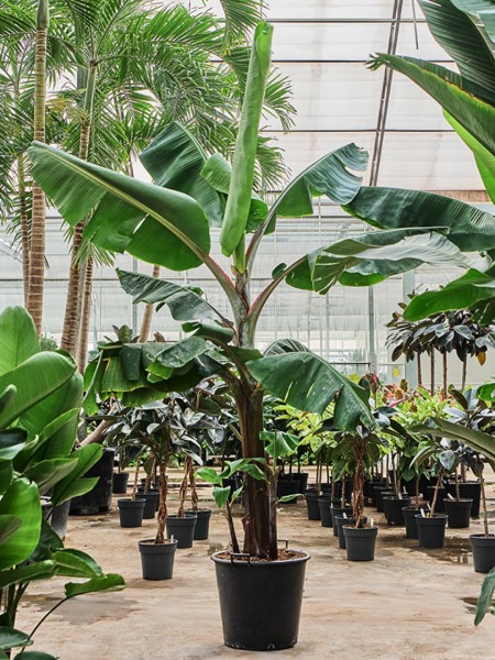 Musa dwarf cavendish 290 cm