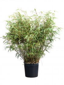 xl bonsai HEMPER main image 0