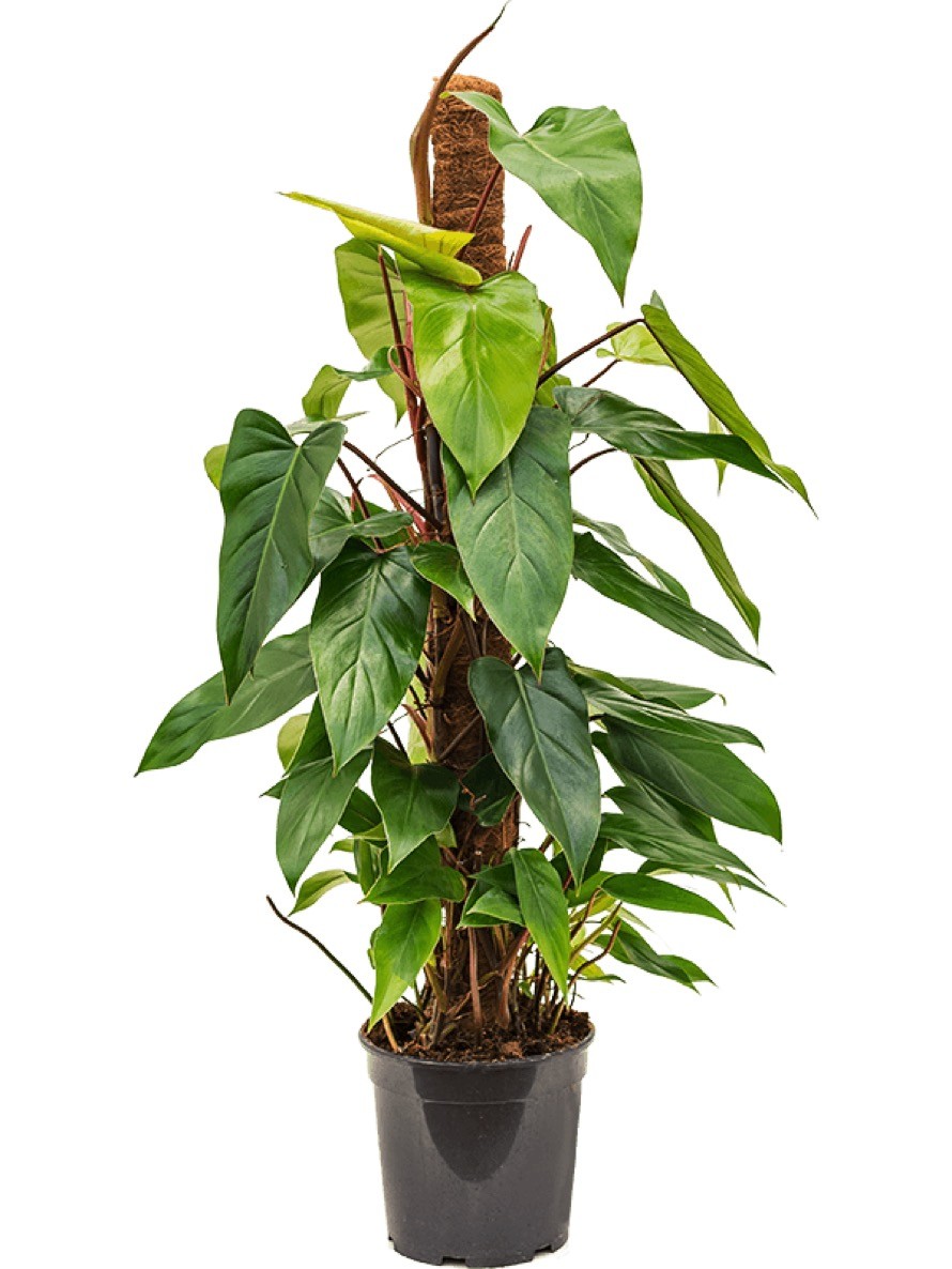 biotabs perfect plant pack BioTabs Perfect Plant Pack – Biologisches Düngerkit main image 0