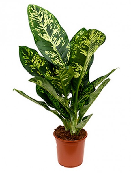 Dieffenbachia crown 90 cm
