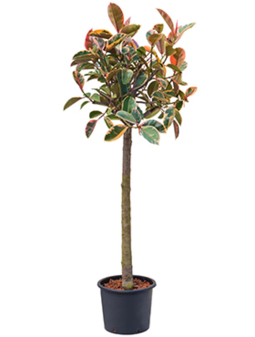 Künstlicher Gummibaum Von Homescapes – 130 Cm Großer Ficus Elastica, Täuschend Echt Mit Topf, Grün-rot