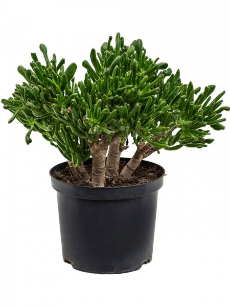 Crassula horntree - Geldbaum